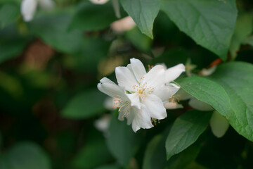 Blooming flowers, buds of a shrub plant