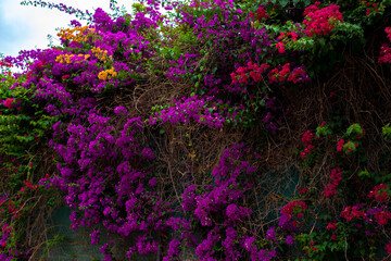 Naklejka premium beautifully colored flowering plants that grow naturally on wild land facades and farms