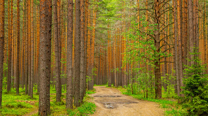 Road in a pine forest. A walk in the woods.