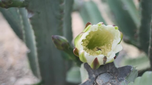 Bees collecting pollen from cactus flower in cacti forest. Golan heights. Close up. Mexico wild west cowboys concept 