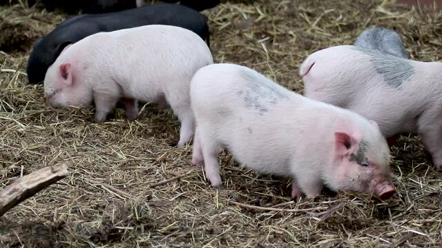 Little baby pigs eating. Pink and black piglets in straw on farm