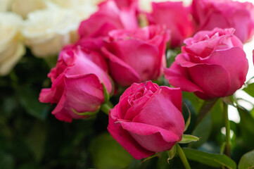 Fresh pink roses. Macro photo. Selective focus. White and pink roses.