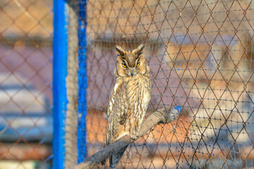 An owl in a cage in a zoo sits on a branch and watches visitors.