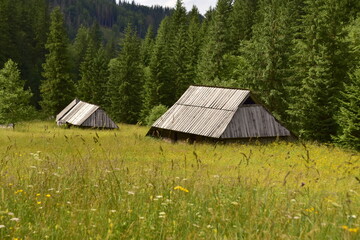 Dolina Jaworzynki, Tatry, Tatrzański Park Narodowy, lato w Tatrach  - obrazy, fototapety, plakaty