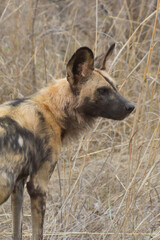 Fototapeta premium Rare endangered Arican Wild Dog (painted wolf) profile closeup standing and hunting in long grass in Kruger, South Africa