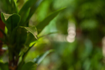Naklejka premium Potted plant. Flower business. Selective focus.