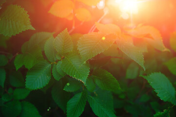 Fototapeta na wymiar Background bright green foliage on a dark background with sunlight.