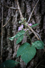 Wild rose with brambles on a tree,