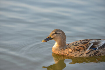 Duck swims in a pond in the evening in search and extraction of food.