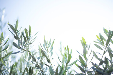 grass and sky background