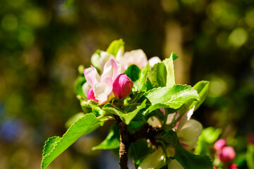Obraz premium Frühling, Apfelblüten
