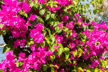 Pink bougainvillea flowers in Bodrum, Mugla, Turkey.