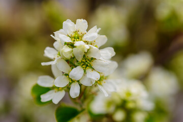 Frühlling, Blüten
