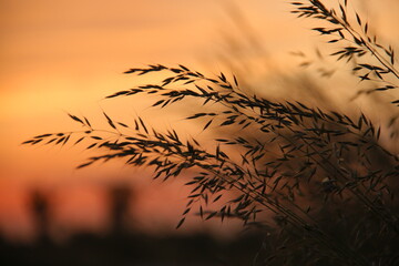 sunset in the grass