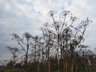 Thickets of Hogweed or Heracleum sosnowskyi, a plant causing irritation and skin burns after...