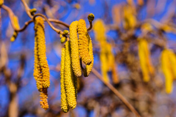 Frühling, Haselnuss