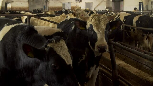 Cows in a dairy farm cowshed