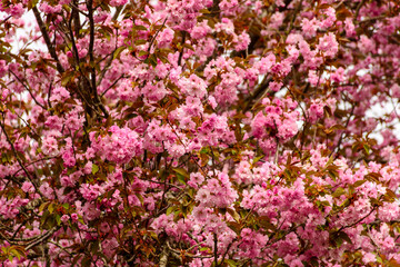 Frühling, Kirschblüten