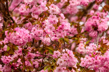 Fr&uuml;hling, Kirschbl&uuml;ten