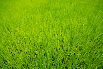 Rice Field,Thailand