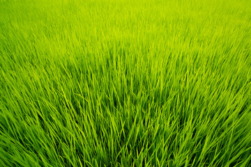 Rice Field,Northern Thailand