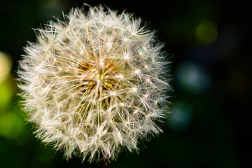 Fototapeta premium Frühling, Blüten, Löwenzahn