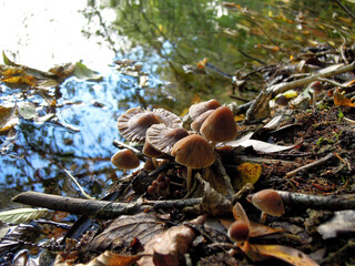Branch of the mushrooms growing near by the water edge