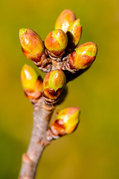 Fr&uuml;hling, Knospen, Schattenmorelle