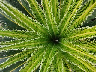Fototapeta na wymiar Phoenix roebelenii (Pygmy Date Palm) plant leaves | green leaves| 