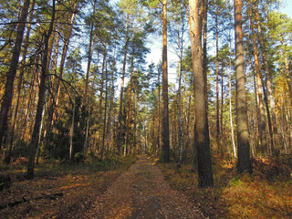 Fototapeta premium Trail in the typical Russian autumn pine forest