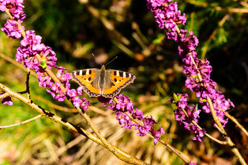Frühling, Seidelbast mit Schmetterling