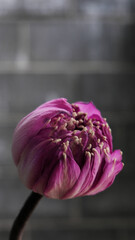 close up of  pink lotus flower buds.