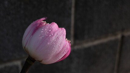 close up of  pink lotus flower buds.