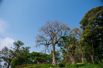 Fototapeta premium trees and sky