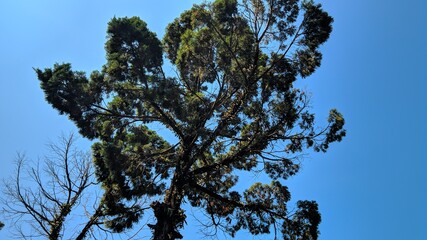 tree branches against blue sky
