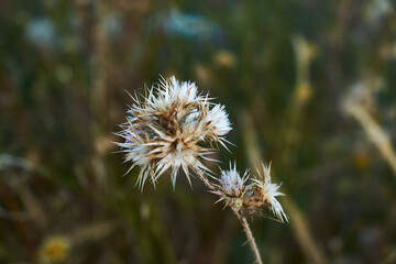 Made With Nikon D3300 ---  Nikor 18-55 
Badajoz (Spain)
Nature - Spring - Flower