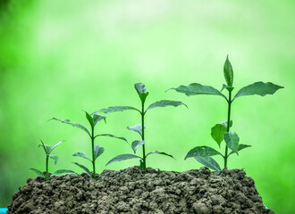 Fresh green plants growing step by step
