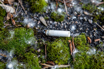 cigarette lies on the moss and fluff from poplars. The risk of fire in the forest. Pollution of the environment by man