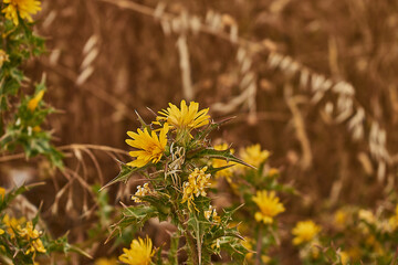 Made With Nikon D3300 ---  Nikor 18-55 
Badajoz (Spain)
Nature - Spring - Flower