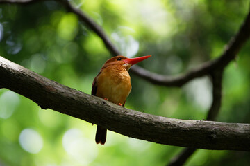 十二湖　アカショウビン