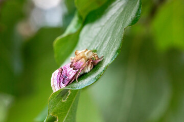 Papillon