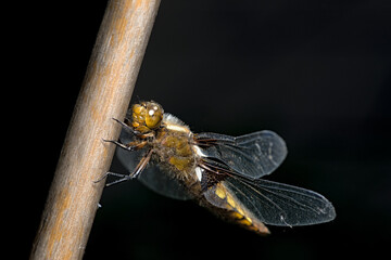 Macro close up side view of female broad bodied chaser perched on bamboo. Brown large dragonfly.
