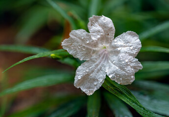 dew on the flower