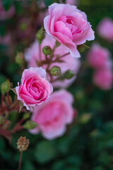 Pink rose, Buds of pink roses, background of roses, closeup roses, floral background, floral greeting card. 