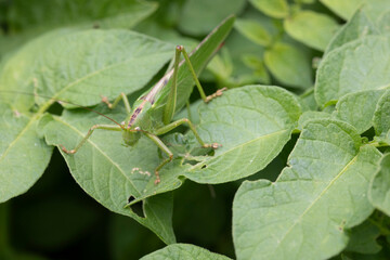Grande sauterelle verte