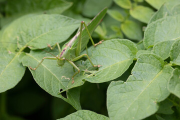 Grande sauterelle verte