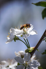 Honey Bee harvesting pollen from Cherry Blossom