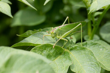 Grande sauterelle verte