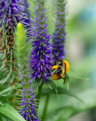 Macro shot of a be on a plant 