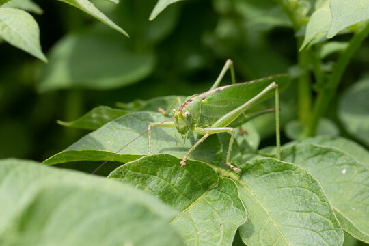 Grande sauterelle verte